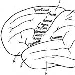 Морфологические основы динамической локализации функций в коре полушарий большого мозга (центры мозговой коры) Клетки нейроглии выполняют роль